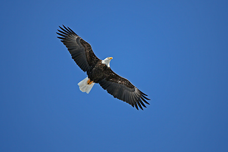 Marais et ornithologie